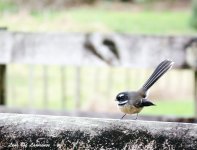 Fantail 4 LOL.jpg