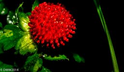 Strawberry (1 of 1).jpg