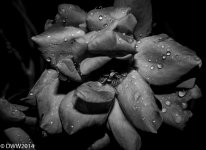 Rainy Rose BW (1 of 1).jpg