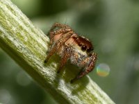 JumpingSpider6.jpg