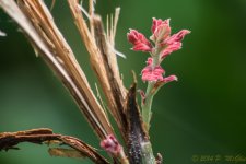 DSC_9884.jpg