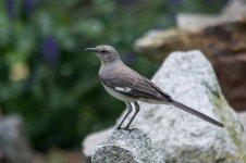 DSC_9885.jpg