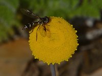 BlackWasp.jpg