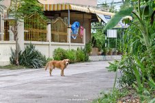 school-dog-4.jpg