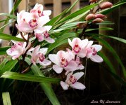 Orchids LOL.jpg
