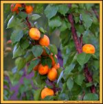 Apricots on the Apricot Tree.jpg