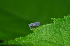 jumper1.jpg