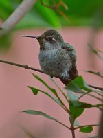 Hummer4.jpg
