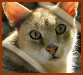 wildcat.jpg