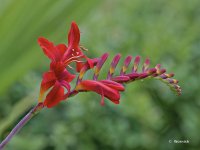 Crocosmia 1.jpg