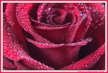 Red Rose 3.jpg