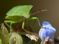 StinkBug3.jpg