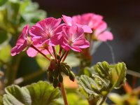 Geranium.jpg