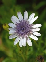 WhiteFlower.jpg