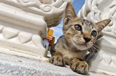 cat-5.jpg