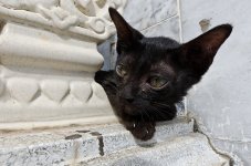 cat-6.jpg