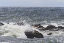 Seal Pict 1.jpg