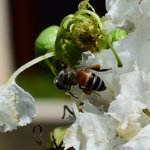 DSC_7446.jpg