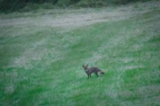 Fox hunting.jpg