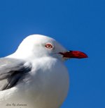 Sea Gull's eye LOL.jpg