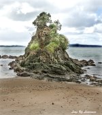 Island LOL.jpg