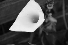 DSC_8478.jpg