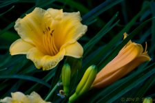 DSC_9893.jpg