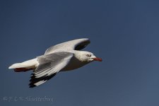DSC_2429_webshot.jpg
