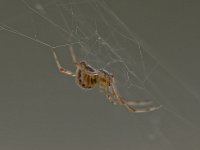 Spider2.jpg