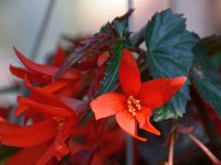 Begonia.jpg