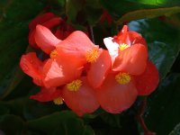 Begonia2.jpg