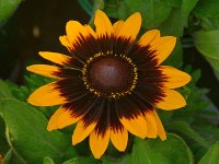 Rubeckia2.jpg