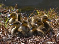 BabyDucks.jpg
