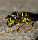 bee4.jpg