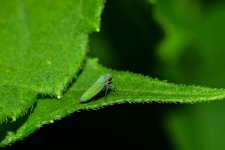leafhopper5.jpg