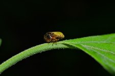 leafhopper6.jpg