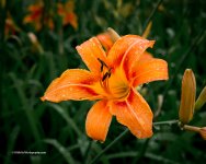 DSC_8679_11200.jpg