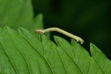 worm1.jpg