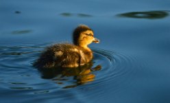 DSC_0571.jpg
