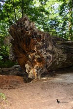 Redwood Trunk 1.jpg