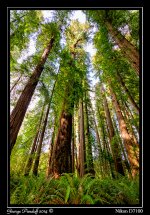 Day184Redwoods.jpg
