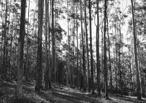DSC_2308_B&W_webshot.jpg