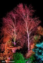 Bright tree LOL.jpg