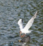 DSC_5396.jpg