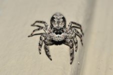 jumper2.jpg