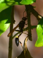 Wasp.jpg