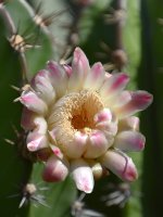 CactusFlower.jpg