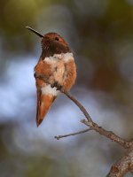 Hummer2.jpg