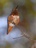 Hummer3.jpg