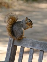 Squirrel.jpg